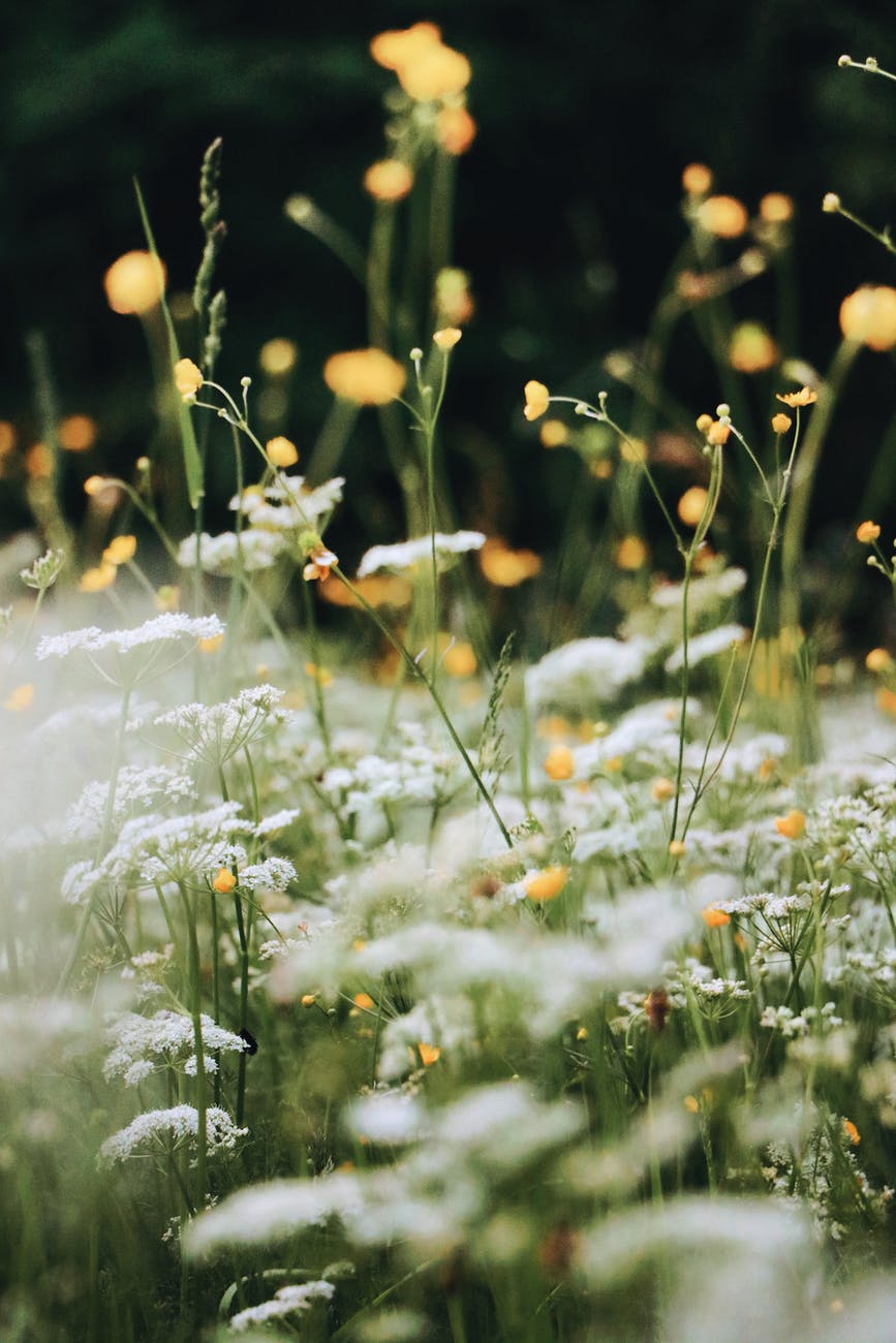 selective focus photo of white flowers