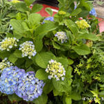 紫陽花の季節に人生を考える