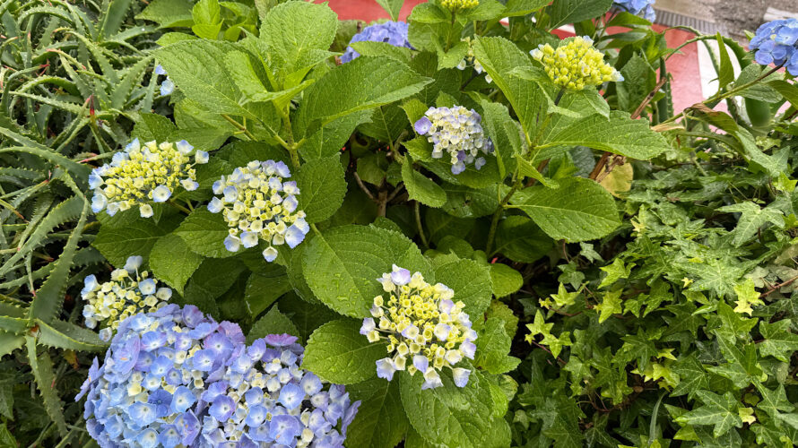 紫陽花の季節に人生を考える