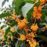 ４２歳になりまして。